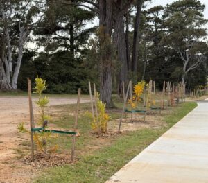 A new street tree planting succumbing to a Phytophthora infection