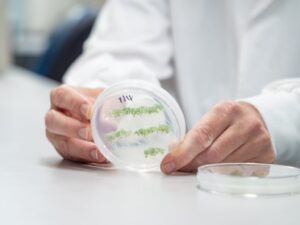 Plant samples at the UQ laboratory (Image: Megan-Pope, UQ)