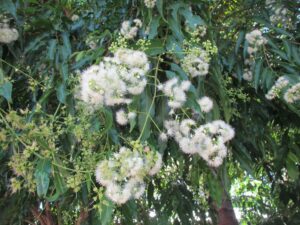 Waterhousea floribunda ‘DOW20’ PBR Trade Name Sweeper®