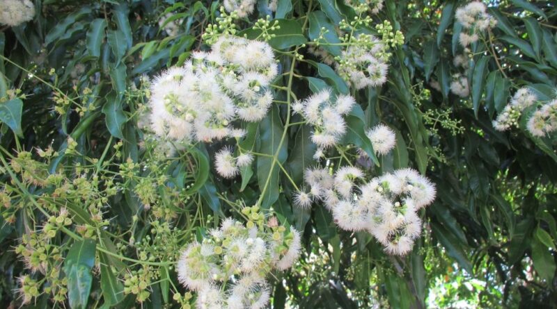 Waterhousea floribunda ‘DOW20’ PBR Trade Name Sweeper®