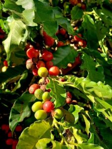 Coffea arabica (Image: georgiasteel via iNaturalist, CC0)