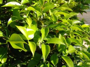 Acmena smithii ‘DOW30’ PBR Trade Name Sublime™