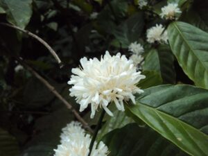 Coffea canephora (Image: Vinayaraj via Wikimedia Commons, CC BY-SA 3.0)