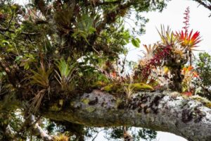 Complex epiphytic ecologies on tree branches rely heavily on fractal buffering with distances of mere centimetres impacting species survival, cumulating into diverse species assemblages in time (Image: Erik van Zuilekom)