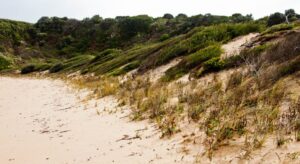 Coastal ecologies self-organising into Fractal Buffering Succession Zones to survive harsh exposures (Image: Erik van Zuilekom)