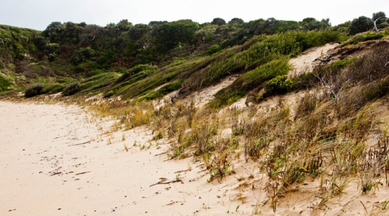 Coastal ecologies self-organising into Fractal Buffering Succession Zones to survive harsh exposures (Image: Erik van Zuilekom)