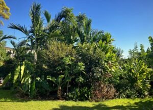Complex epiphytic ecologies on tree branches rely heavily on fractal buffering with distances of mere centimetres impacting species survival, cumulating into diverse species assemblages in time (Image: Erik van Zuilekom)