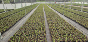 Consistent crop growth supported by improved systems