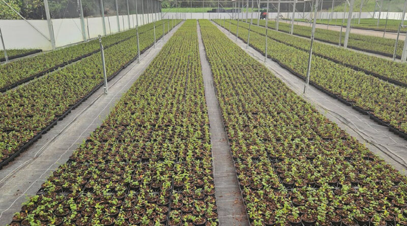 Consistent crop growth supported by improved systems