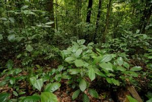 Coffea canephora (Image: kalyanvarma via iNaturalist, CC-BY)