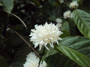 Coffea canephora (Image: Vinayaraj via Wikimedia Commons, CC BY-SA 3.0)