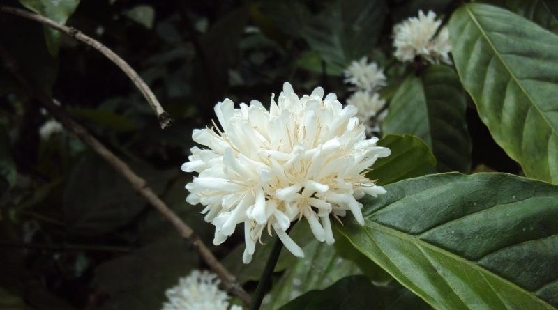 Coffea canephora (Image: Vinayaraj via Wikimedia Commons, CC BY-SA 3.0)