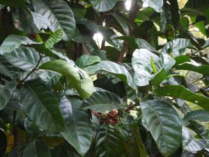 Coffea liberica (Image: Dinesh Valke via Wikimedia Commons, CC BY-SA 2.0)