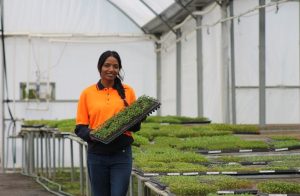 Kabita Kurunju, Plug Coordinator (Image: Oasis Horticulture)