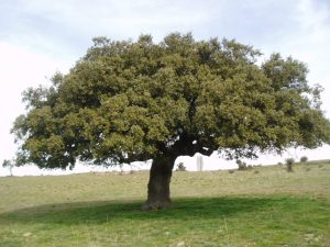 Quercus ilex (holly oak) is a host tree for T. melanosporum (Image: Proprio via Wikimedia Commons, CC BY-SA 3.0)