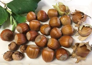 Hazelnuts make a great complementary crop for subterranean truffle farming (Image: Daleys Fruit Tree Nursery)