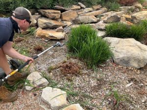 Dianella-Baby breeze™ Dianella ‘DCNC3’ PBR Intended (Image: Ozbreed)