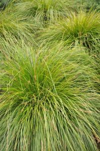 Lomandra longifolia ‘LM360' PBR Trade Name Lady Tanika® (Image: Jim Fogarty)