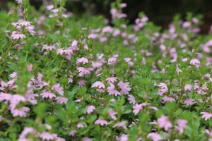 Scaevola humilis 'PFS200' PBR Trade Name Pink Fusion™ (Image: Ozbreed)