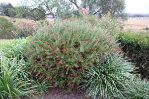 Grevillea rosmarinifolia 'H16' PBR Trade Name Crimson Villea™ (Image: Ozbreed)