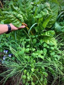Vegetable trial beds amended with biochar and biological inoculant, showing vigorous carrot, chard, miner's lettuce, rakkyo onion and companion plant growth with minimal pest or disease pressure in the absence of netting or pesticide use (Image: Erik van Zuilekom)