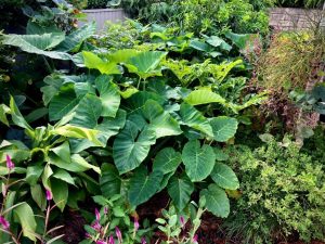 Lush perennial edible garden established in soils amended with 15 per cent biochar by volume, featuring cocoyam, turmeric, elephant foot yam and medicinal herbs including Withania somnifera (ashwagandha) and Ocimum tenuiflorum (tulsi) (Image: Erik van Zuilekom)