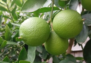 Without nitrogen, plants cannot be grown to flowering or fruiting stage