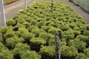While nutrient prices and supply is being challenged, the greenlife sector is historically resilient