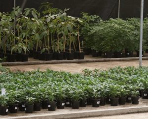 Selection and management of growing media will play a critical role in response to fertiliser supply challenges