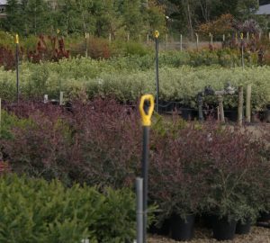 Close management of irrigation to limit nutrient loss by leaching will help nurseries to reduce fertiliser usage