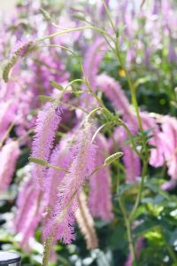 Sanguisorba hakusanensis ‘Lilac Squirrel’ on display in Andrew Stark’s ‘Urban Luxe’ (Image: Ludovic Vilbert, Inwardout Studio)