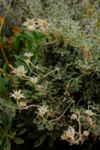 Flannel flowers from Native Plant Project bring soft, luminous detail to the planting (Image: Sarah Pannell)