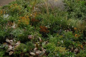 Layered planting builds texture, movement and seasonal expression. (Image: Sarah Pannell)