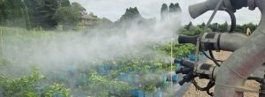 The turbomiser sprayer at Engall’s Nursery delivers more even chemical coverage while reducing labour, spray drift and cross-contamination risk