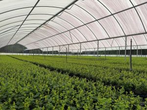 Mechanical pruning at Harts Nursery has improved consistency, workflow efficiency and plant quality across large-scale production