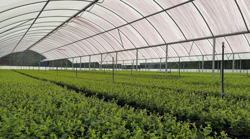 Mechanical pruning at Harts Nursery has improved consistency, workflow efficiency and plant quality across large-scale production