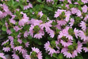 Scaevola humilis 'PFS200' PBR Trade Name Pink Fusion™