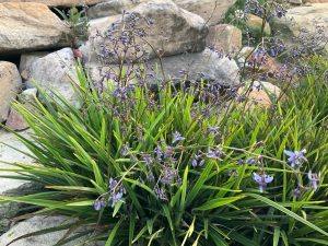Dianella caerulea ‘DCNC3’ PBR Trade Name Baby Breeze™