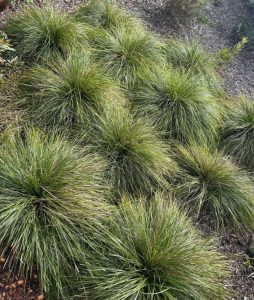 Lomandra longifolia 'LM360' PBR Trade Name Lady Tanika®