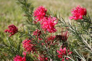 Grevillea rosmarinifolia 'H16' PBR Trade Name Crimson Villea™