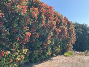 Callistemon viminalis 'CVO1' PBR Trade Name Slim™