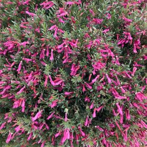 Eremophila sp. 'EREM01' PBR Intended Trade Name Thriver™