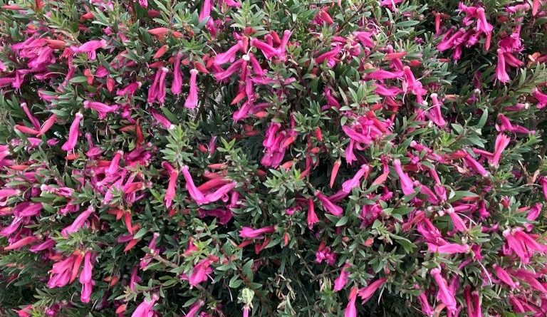 Eremophila sp. 'EREM01' PBR Intended Trade Name Thriver™