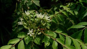 Murraya koenigii with flowers (Image: Mokkie via Wikimedia Commons, CC BY-SA 3.0)