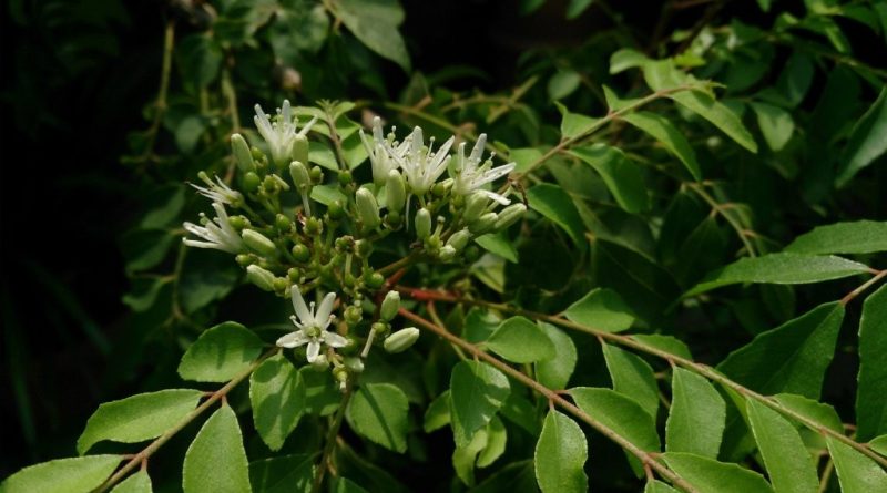 Murraya koenigii with flowers (Image: Mokkie via Wikimedia Commons, CC BY-SA 3.0)