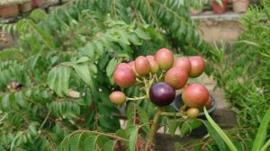 Murraya koenigii with fruit (Image: Mokkie via Wikimedia Commons, CC BY-SA 3.0)