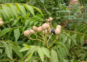 Fruits of curry tree (Murraya koenigii) in West Bengal, India (Image: Billhones94 via Wikimedia Commons, CC BY-SA 4.0)