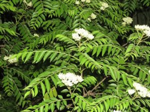 Murraya koenigii flowers at Peravoor (Image: Vinayaraj via Wikimedia Commons, CC BY-SA 4.0)