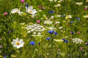 Specifically designed flowering border zone retaining beneficial insect populations within the local area (Image: Erik van Zuilekom)
