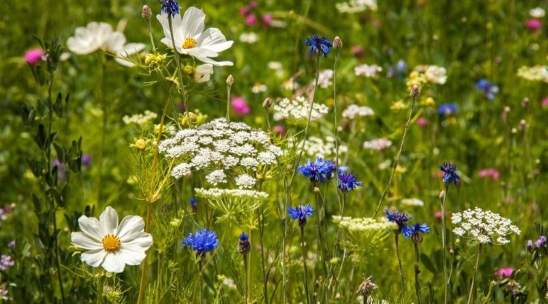 Specifically designed flowering border zone retaining beneficial insect populations within the local area (Image: Erik van Zuilekom)